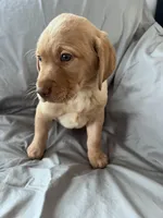 Lucy, a female Labrador Retriever for sale in Taylors Falls, MN – Photo 4 of 5