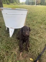 Wren, a male Labradoodle for sale in Taylors Falls, MN – 3 of 4