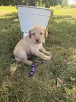 Shirley, a female Labradoodle for sale in Taylors Falls, MN – 4 of 4