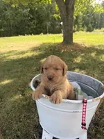 Rose, a female Labradoodle for sale in Taylors Falls, MN – 4 of 4