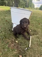 Marley, a female Labradoodle for sale in Taylors Falls, MN – 3 of 4
