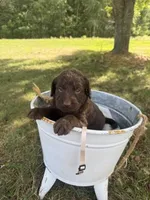 Marley, a female Labradoodle for sale in Taylors Falls, MN – 2 of 4