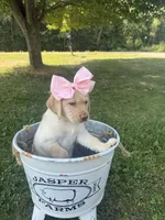 Charlotte , a female Labrador Retriever for sale in Taylors Falls, MN – 3 of 4