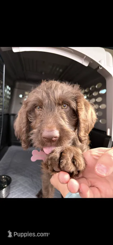 Daisy – Labradoodle puppy for sale in Taylors Falls, MN
