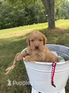 Rose – Labradoodle puppy for sale in Taylors Falls, MN