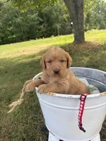 Rose, a female Labradoodle for sale in Taylors Falls, MN – 1 of 4