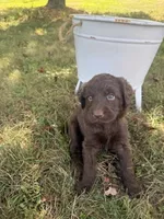 Daisy, a female Labradoodle for sale in Taylors Falls, MN – 2 of 4