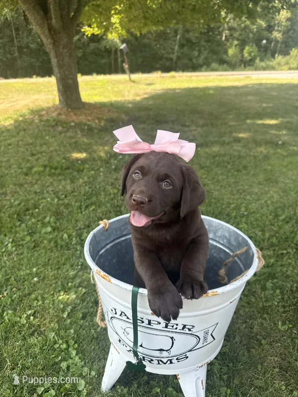 Lucy  – Labrador Retriever puppy for sale in Taylors Falls, MN