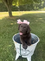 Lucy , a female Labrador Retriever for sale in Taylors Falls, MN – 1 of 1