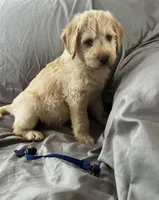 Jack, a male Labradoodle for sale in Taylors Falls, MN – Photo 3 of 5