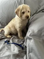 Jack, a male Labradoodle for sale in Taylors Falls, MN – Photo 4 of 5