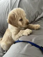 Jack, a male Labradoodle for sale in Taylors Falls, MN – Photo 1 of 5