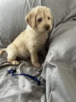 Jack, a male Labradoodle for sale in Taylors Falls, MN – Photo 5 of 5