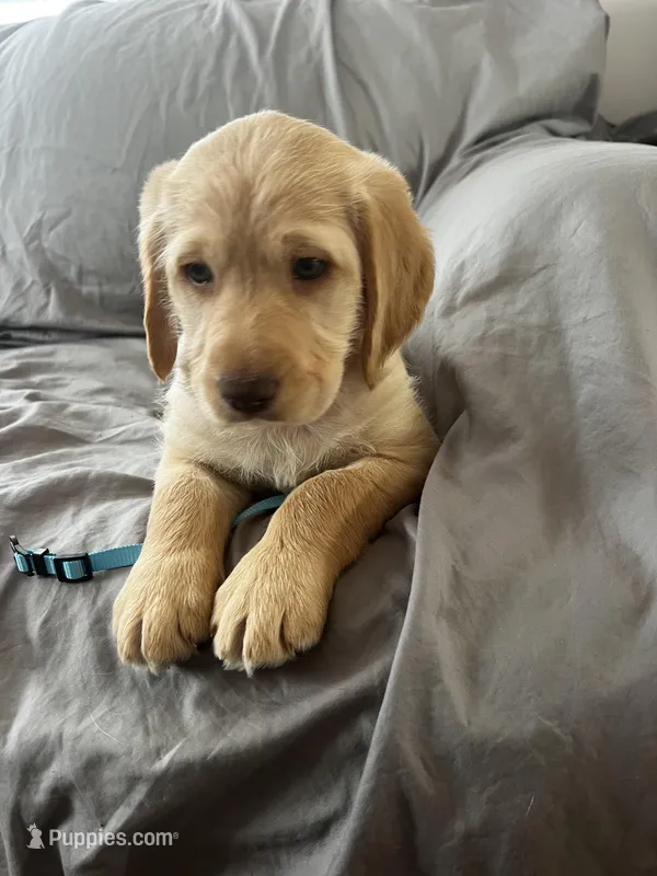 Bear – Labradoodle puppy for sale in Taylors Falls, MN