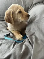 Bear, a male Labradoodle for sale in Taylors Falls, MN – Photo 5 of 6