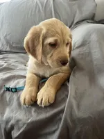 Bear, a male Labradoodle for sale in Taylors Falls, MN – Photo 6 of 6