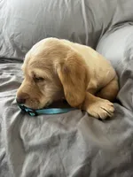 Bear, a male Labradoodle for sale in Taylors Falls, MN – Photo 3 of 6