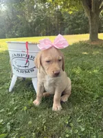 Daisy, a female Labrador Retriever for sale in Taylors Falls, MN – 4 of 5