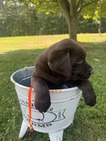 Max, a male Labrador Retriever for sale in Taylors Falls, MN – 2 of 4
