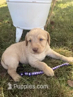 Shirley – Labradoodle puppy for sale in Taylors Falls, MN