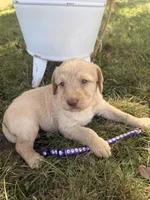 Shirley, a female Labradoodle for sale in Taylors Falls, MN – 1 of 4