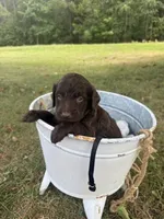 Wren, a male Labradoodle for sale in Taylors Falls, MN – 2 of 4