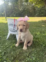 Daisy, a female Labrador Retriever for sale in Taylors Falls, MN – 5 of 5