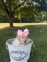 Charlotte , a female Labrador Retriever for sale in Taylors Falls, MN – 4 of 4