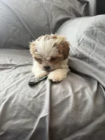 Leif, a male Cavalier King Charles Spaniel and Shih Tzu for sale in Taylors Falls, MN – Photo 5 of 8