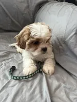 Leif, a male Cavalier King Charles Spaniel and Shih Tzu for sale in Taylors Falls, MN – Photo 2 of 8