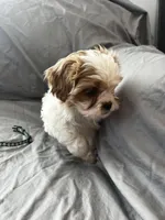 Leif, a male Cavalier King Charles Spaniel and Shih Tzu for sale in Taylors Falls, MN – Photo 4 of 8