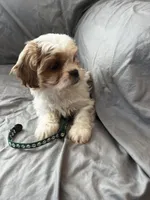 Leif, a male Cavalier King Charles Spaniel and Shih Tzu for sale in Taylors Falls, MN – Photo 6 of 8