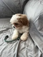 Leif, a male Cavalier King Charles Spaniel and Shih Tzu for sale in Taylors Falls, MN – Photo 3 of 8