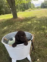 Wren, a male Labradoodle for sale in Taylors Falls, MN – 4 of 4