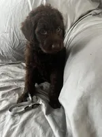 Buddy, a male Labradoodle for sale in Taylors Falls, MN – Photo 3 of 4