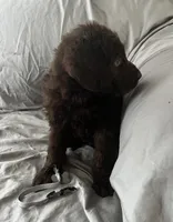 Buddy, a male Labradoodle for sale in Taylors Falls, MN – Photo 2 of 4