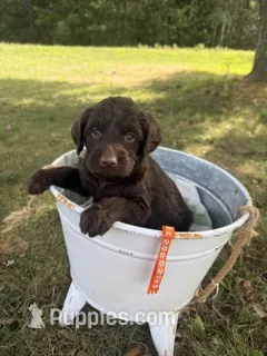 Wilma – Labradoodle puppy for sale in Taylors Falls, MN
