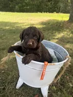 Wilma, a female Labradoodle for sale in Taylors Falls, MN – 1 of 4