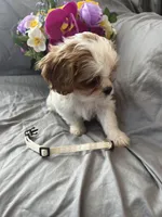 Bailey, a female Cavalier King Charles Spaniel and Shih Tzu for sale in Taylors Falls, MN – Photo 9 of 10