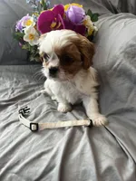 Bailey, a female Cavalier King Charles Spaniel and Shih Tzu for sale in Taylors Falls, MN – Photo 8 of 10