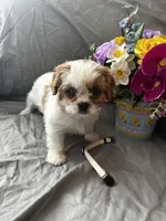 Bailey, a female Cavalier King Charles Spaniel and Shih Tzu for sale in Taylors Falls, MN – Photo 10 of 10