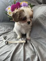 Bailey, a female Cavalier King Charles Spaniel and Shih Tzu for sale in Taylors Falls, MN – Photo 1 of 10