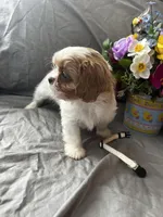 Bailey, a female Cavalier King Charles Spaniel and Shih Tzu for sale in Taylors Falls, MN – Photo 4 of 10