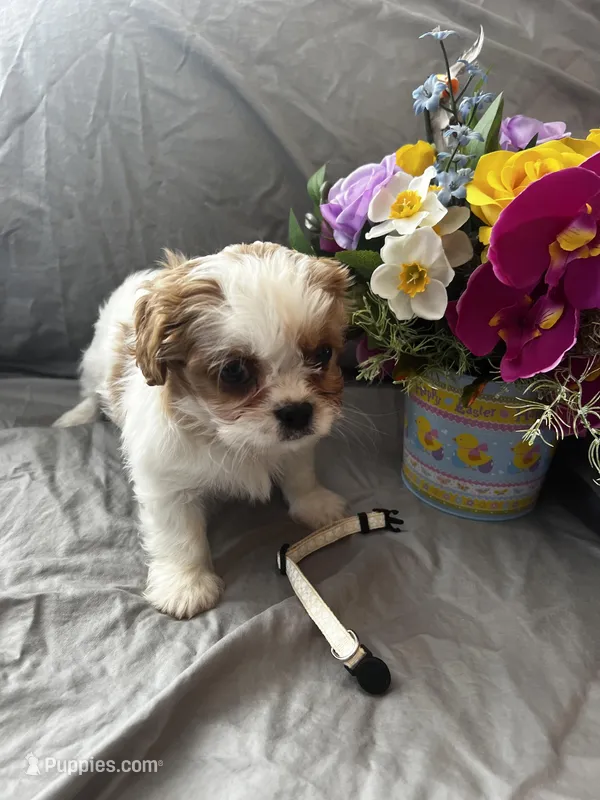 Bailey – Cavalier King Charles Spaniel, Shih Tzu puppy for sale in Taylors Falls, MN