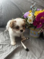 Bailey, a female Cavalier King Charles Spaniel and Shih Tzu for sale in Taylors Falls, MN – Photo 5 of 10