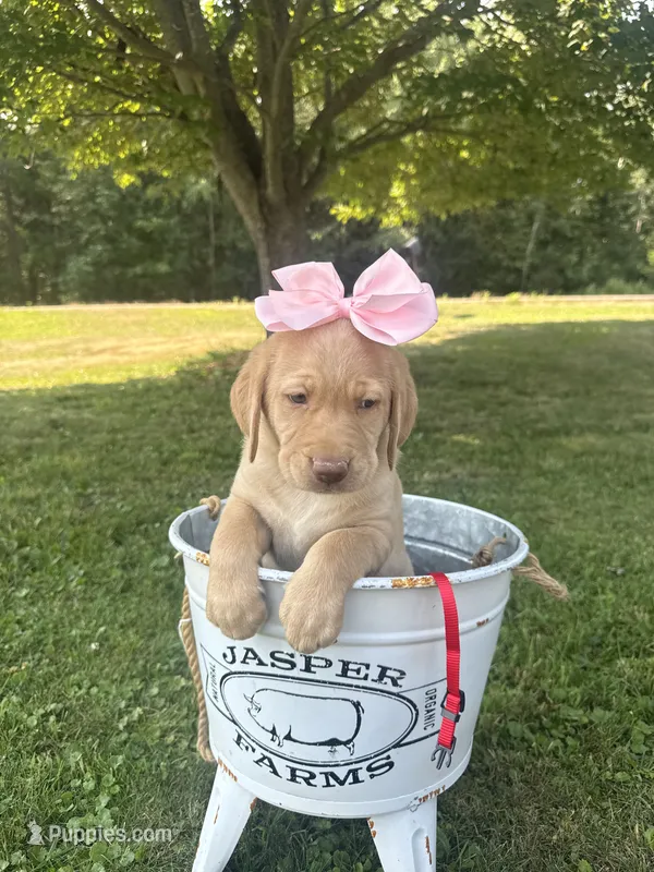 Daisy – Labrador Retriever puppy for sale in Taylors Falls, MN