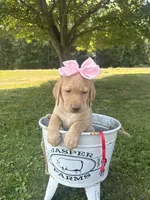 Daisy, a female Labrador Retriever for sale in Taylors Falls, MN – 1 of 5