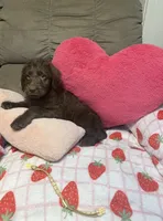 Daisy, a female Labradoodle for sale in Taylors Falls, MN – 3 of 3