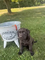 Max, a male Labrador Retriever for sale in Taylors Falls, MN – 3 of 4