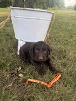Wilma, a female Labradoodle for sale in Taylors Falls, MN – 3 of 4